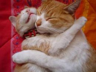 gatinhos