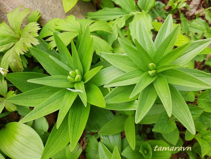 Рябчик камчатский (Fritillaria camschatcensis)