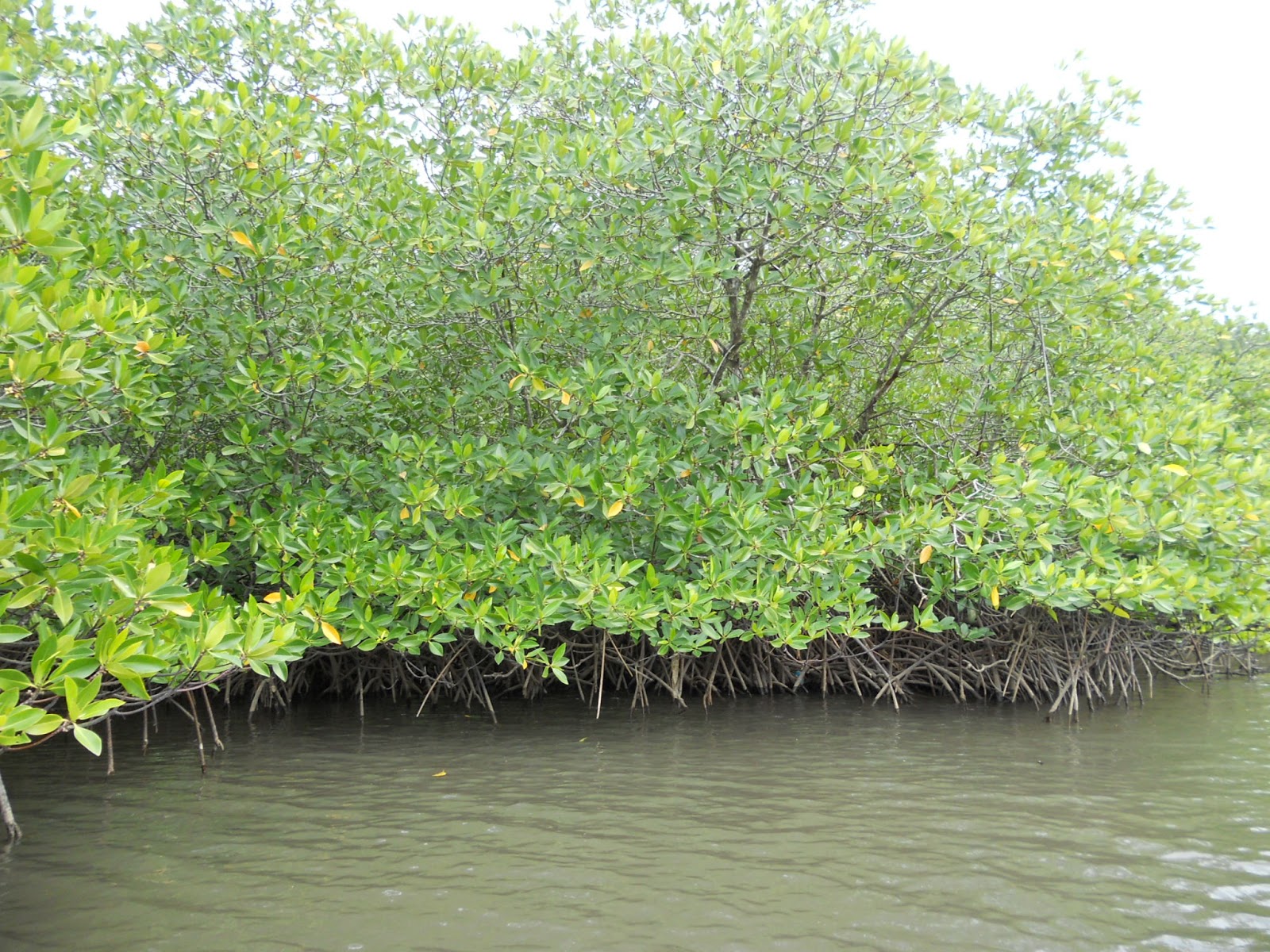 Keren Jenis Jenis Tumbuhan Mangrove Bunga Hias