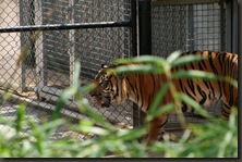 IMG_4765 (Medium)