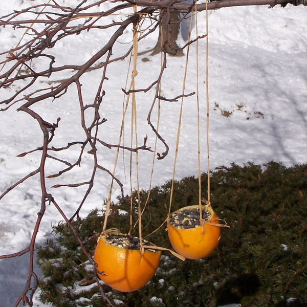 Orange Bird Feeder