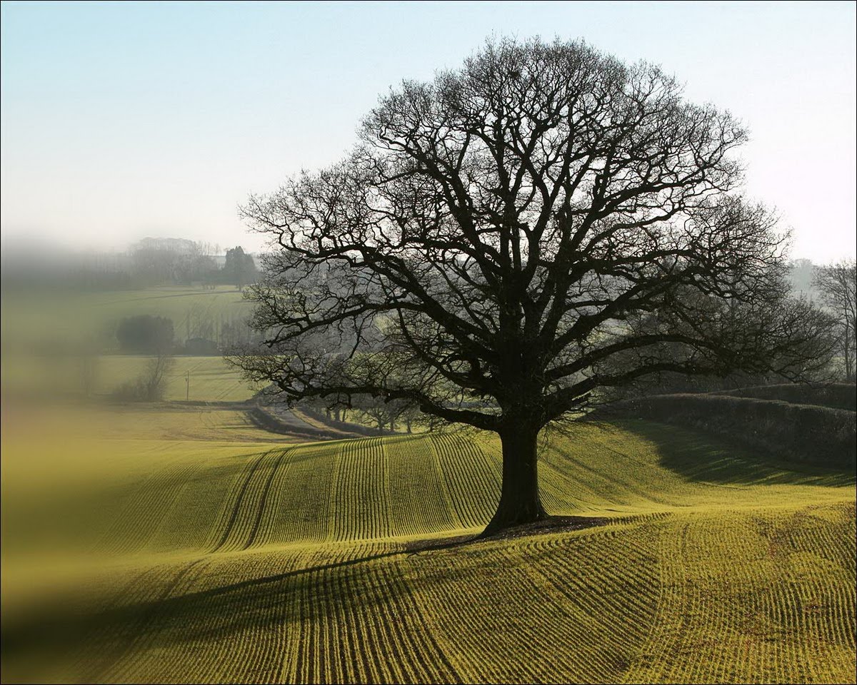 nature photography, trees, tree, trees photography, beauty photography ...