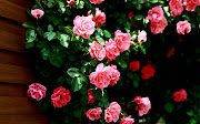Rose Flowers Wallpapers (rose flowers wallpapers )