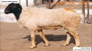 marwari sheep breed