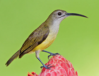 Suara burung pijantung kecil untuk masteran