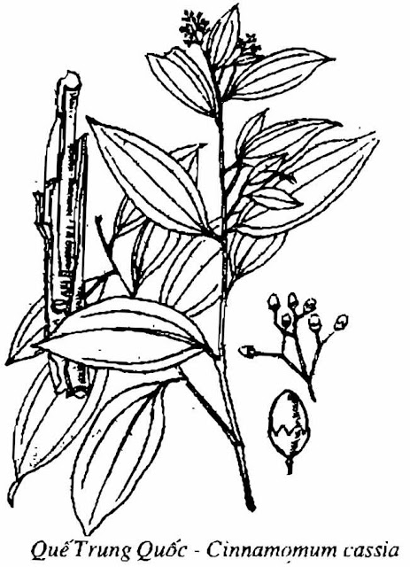 Hình vẽ Quế Trung Quốc - Cinnamomum cassia  - Nguyên liệu làm Thuốc Bổ, Thuốc Bồi Dưỡng