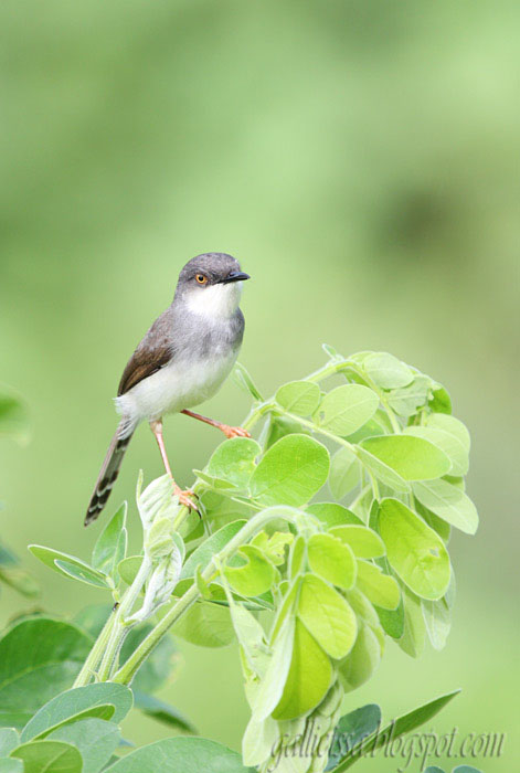 Grey-breasted Prinia