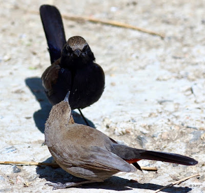 "Indian Robin - Copsychus fulicatus resident pair, courtship behaviour male feeding the female."