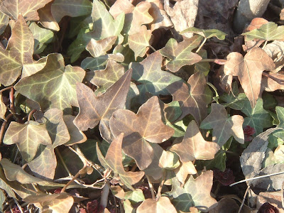 [Photo: Hedera helix foliage.]