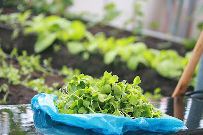 Áp dụng hệ thống tưới nhỏ giọt cho trồng rau trên sân thượng