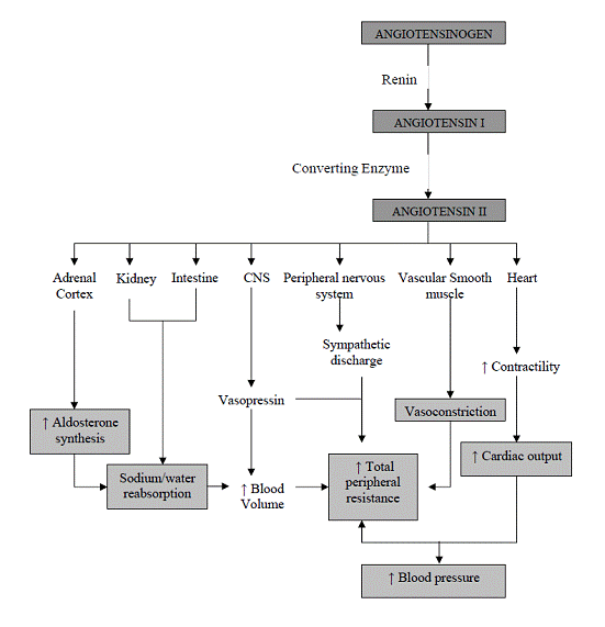 Hypertension Pathophysiology, skema patofisiologi hipertensi, susunan saraf pusat, susunan saraf perifer, angiotensin, sintesis aldosteron, reabsorspsi sodium air, retensi air, vasokonstriksi, cardiac output, tekanan darah, kontraktilitas, jantung, ginjal, usus, kelenjar supraren, kelenjar adrenal, angiotensinogen