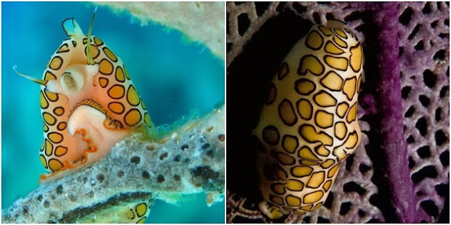 The Flamingo Tongue Snail