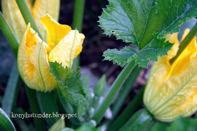 august-in-the-garden-courgette