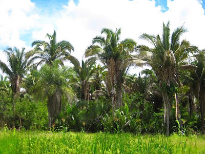 Babaçu, Planta da Família das Palmáceas