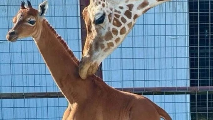 Rara girafa sem manchas, encanta visitantes de zoológico americano