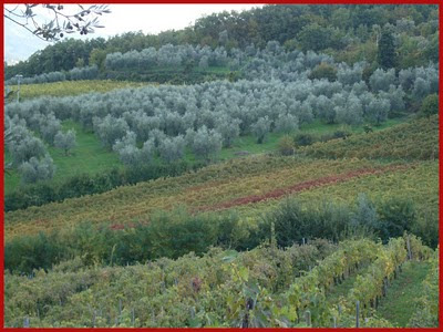 Campagna Rufinese oliveto podere il pozzo