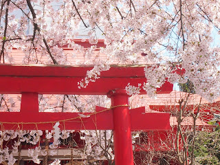 青森市内の桜
