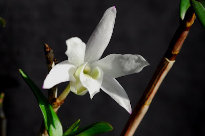 Dendrobium moniliforme care and culture