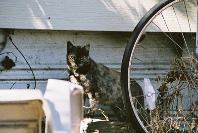 Tortoise shell tabby feral cat with bicycle wheel art photo