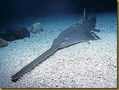 Pristis perotteti