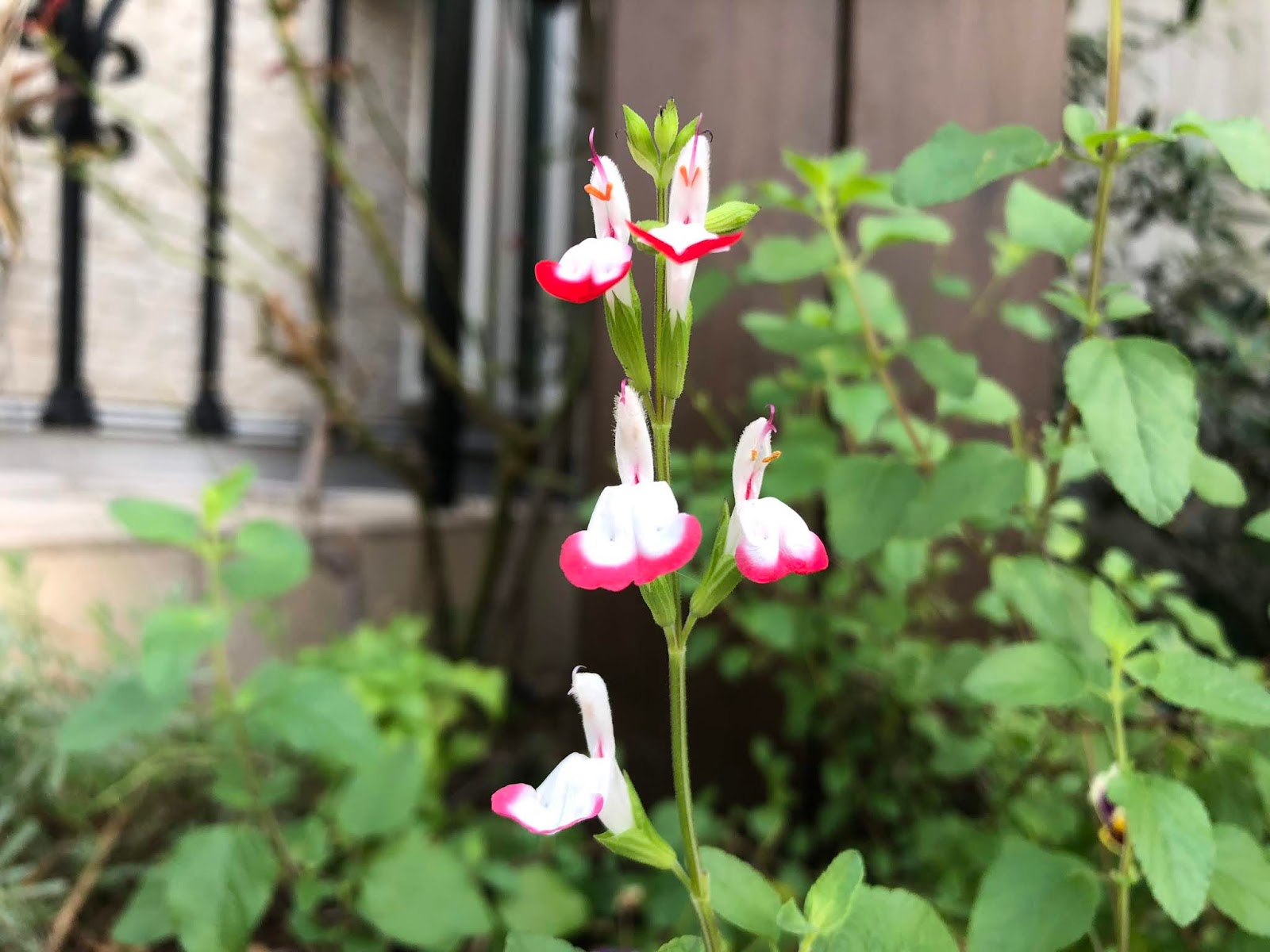 チェリーセージ ホットリップス を植えよう 赤と白のツートンカラーの可憐な花が魅力の多年草 モニオの部屋