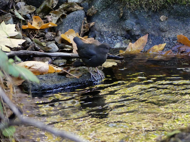 little black bird beside the water