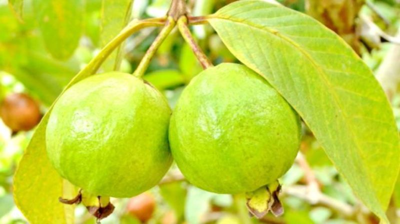 7 Buah ini Bermanfaat Turunkan Berat Badan Secara Alami