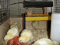 adjusted warmer for the tallness of the 12 day chicks