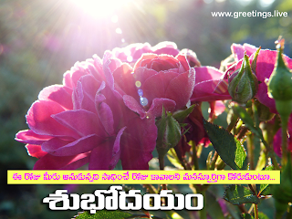 Telugu Good morning wishes Sparkling Sun rays Rose flowers.