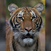 A tiger at a US Zoo tests positive for coronavirus