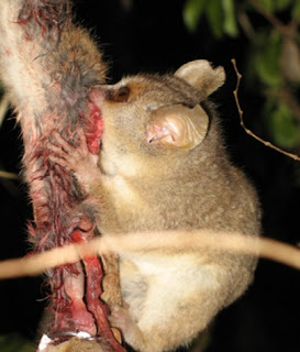  para peneliti telah melaksanakan perjalanan melewati hutan Pintar Pelajaran Kanibalisme Lemur Tikus Abu-Abu