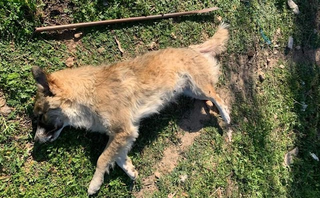 Φρίκη στα Μέγαρα με άγρια κακοποίηση ζώου που θυμίζει «Όλιβερ» !Σκυλίτσα βιάστηκε με σίδερο και πέθανε!!