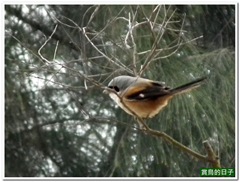 20110116_092816_026_Kinmen