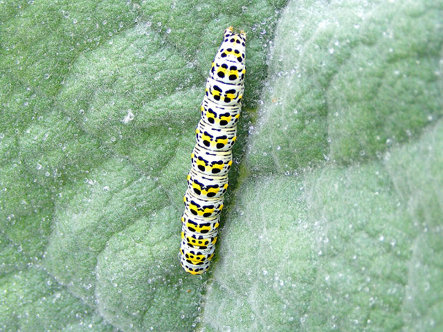 Mullein moth Curcullia verbasci caterpillar, Loir et Cher, France. Photo by Loire Valley Time Travel.