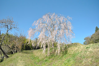 正宗寺近くの桜