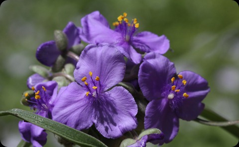 Purple and Gold