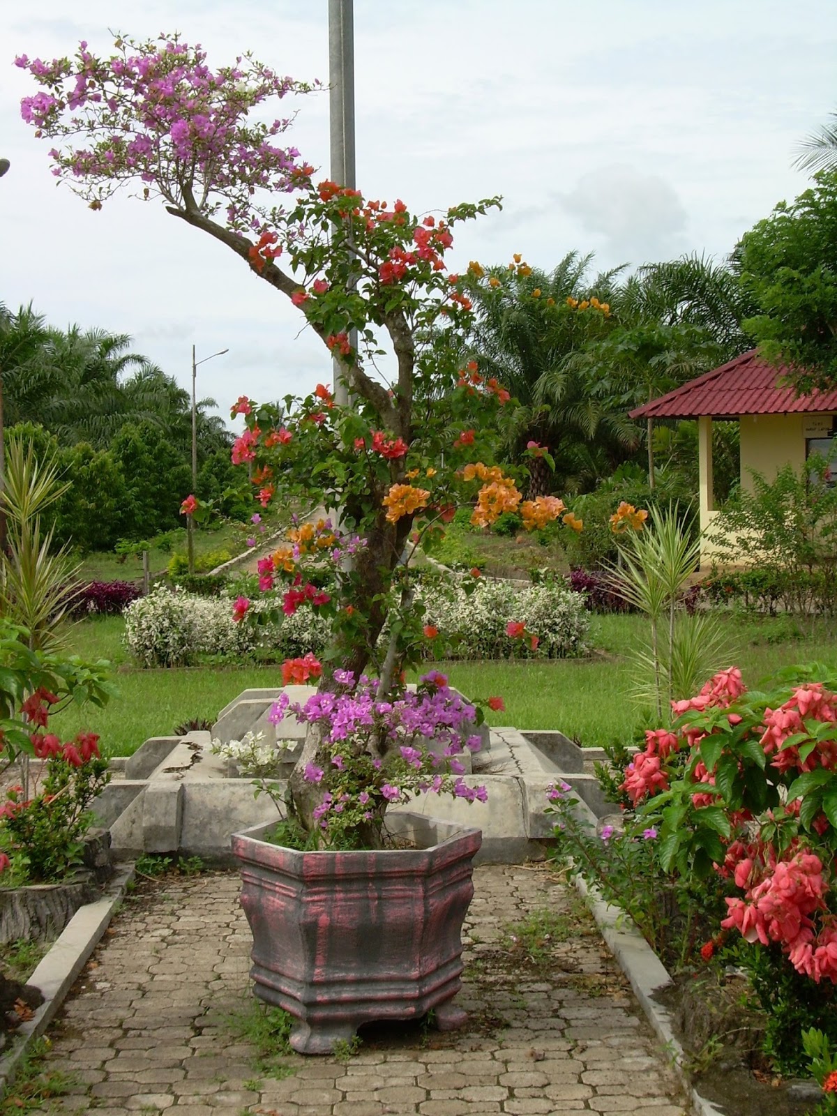 Bougenville 3 warna bunga  Cara penyambungan Tukang Taman