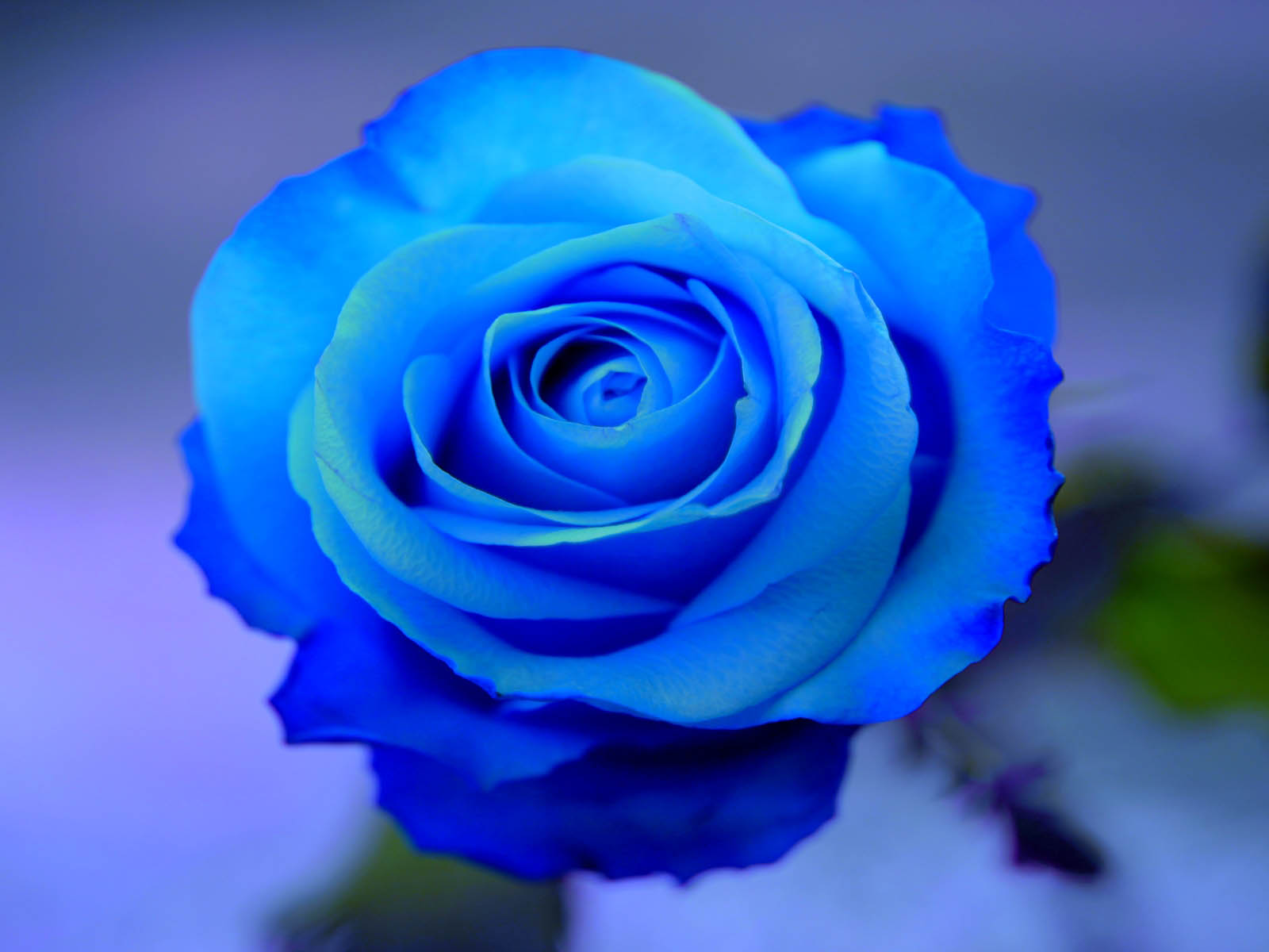 Beautiful Roses  HD  Desktop  Wallpapers  in 1080p Super HD  