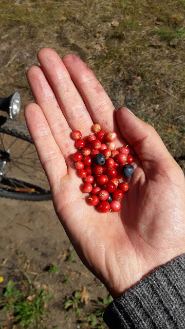hand full of lingonberries and blueberries from the forest