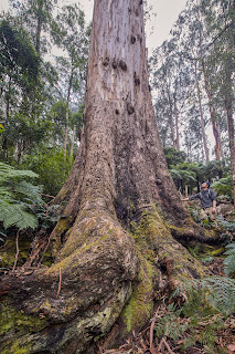 Kuark Forest, East Gippsland. Victoria