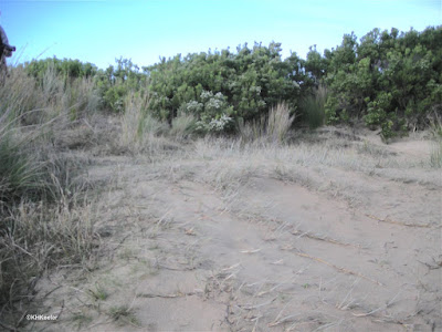 Victoria Australia beach edge