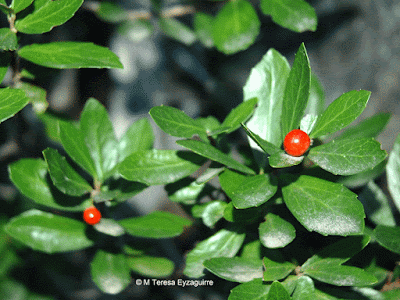 Lilén de la cordillera (Azara alpina)