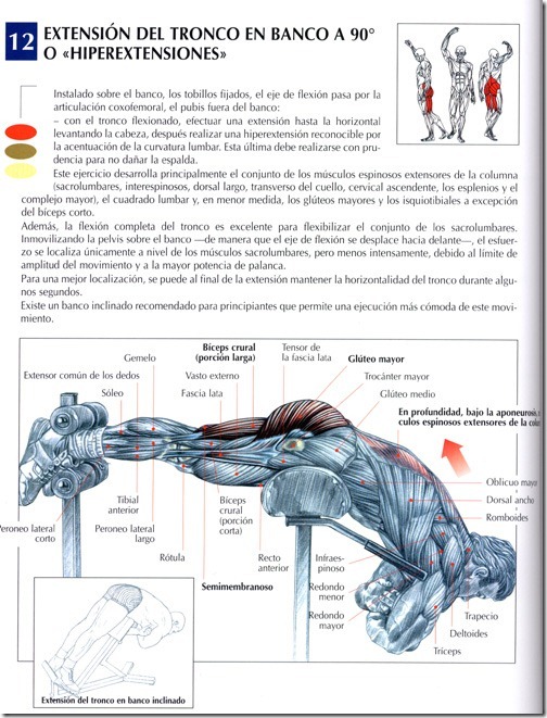 hiperextension-del-tronco-en-banco-a-90º-o-hiperextensiones