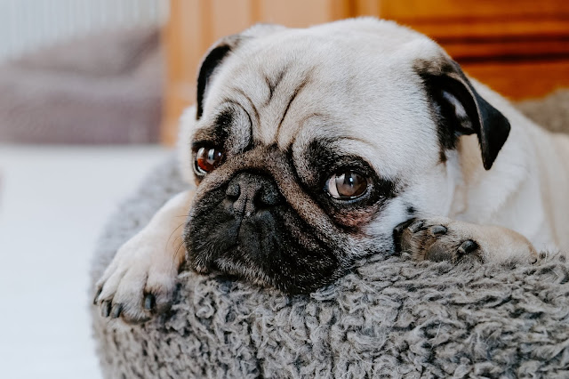 Pug Dog Photo in HD - Wallpaper