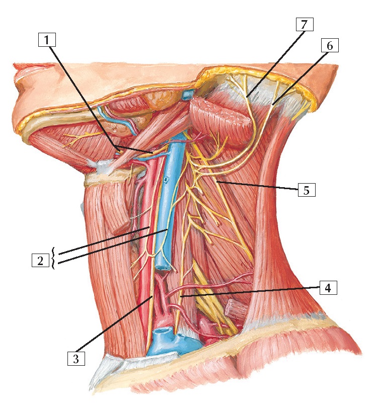 Cervical Plexus In Situ Anatomy