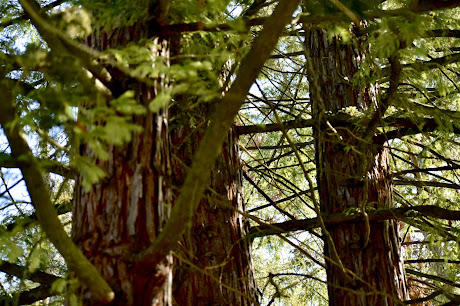 redwood grove