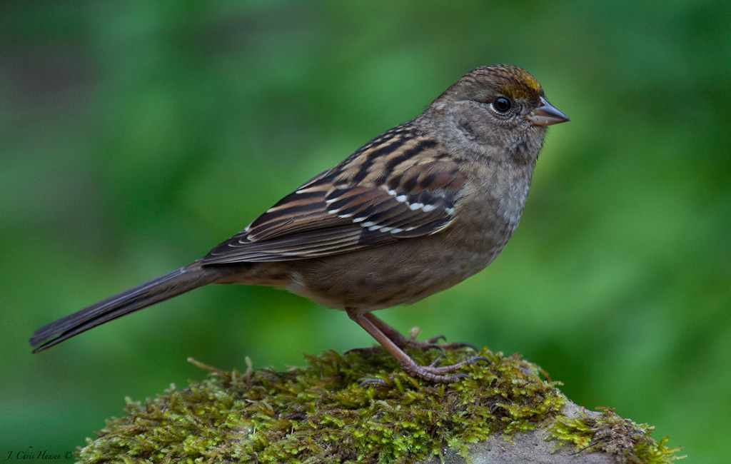 Chris The Photog: Backyard Birds