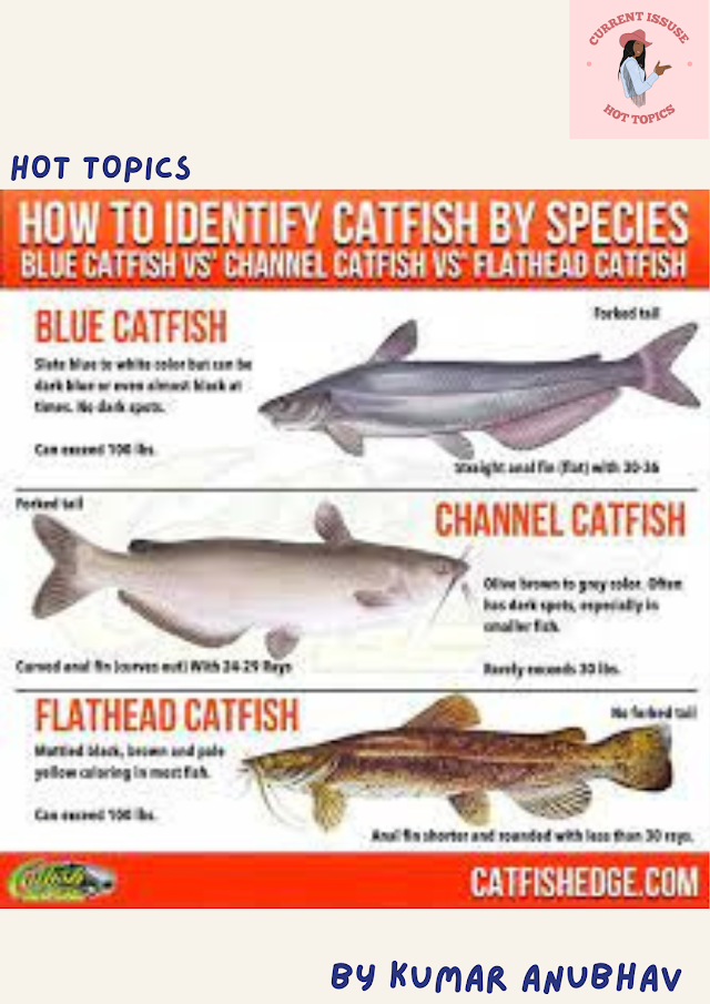 Lucknow has discovered and described a new catfish species