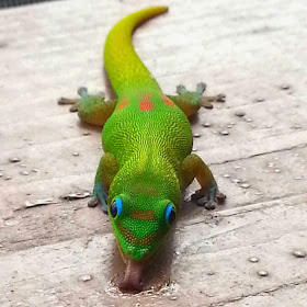 Funny animals of the week - 27 December 2013 (40 pics), lizard pic