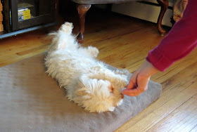 A fun dog trick is to train your dog to Roll Over on command